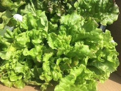 Growing Red Leaf Lettuce Hydroponically - Vertical Harvest ...