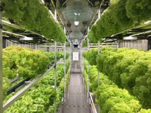 Aleutian Greens Hydroponic Produce Harvest 2017