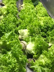 Hydroponic Green Leaf Lettuce harvest is all ready to go.
