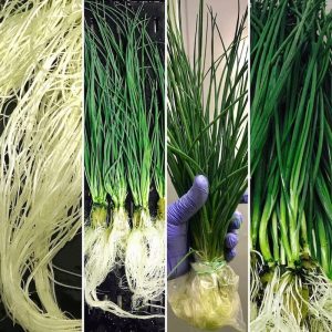 The beautiful white roots of a hydroponic onion indicate a healthy plant. Nutrients dissolved in water are absorbed via this root system.
