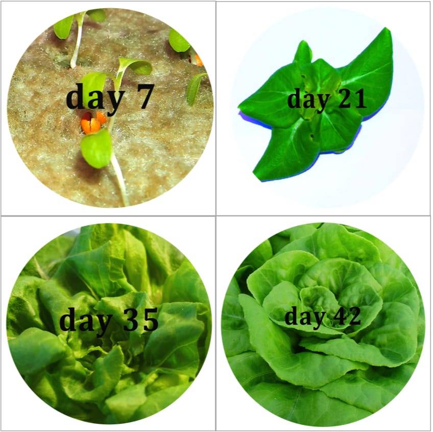 Hydroponic plants fast growth cycle.
