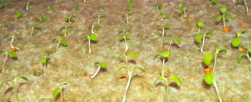 Seeds germinating in Rockwool medium.