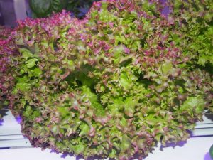 The full and mature head of Lollo Rossa lettuce growing in a hydroponic garden.